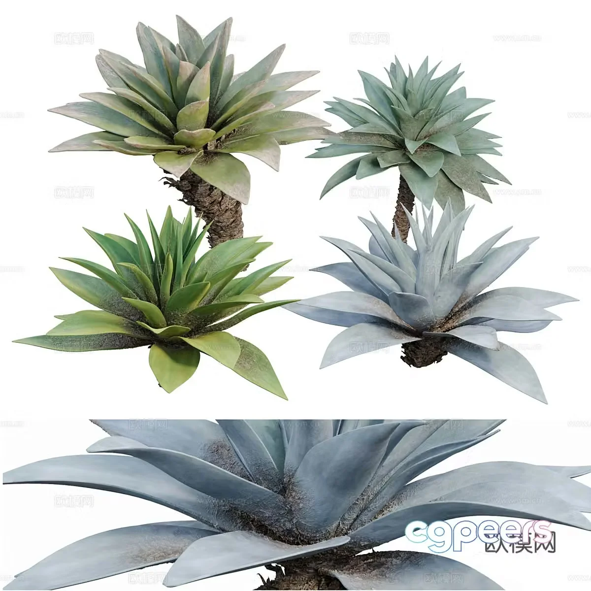 Agave tropical bush 3d model