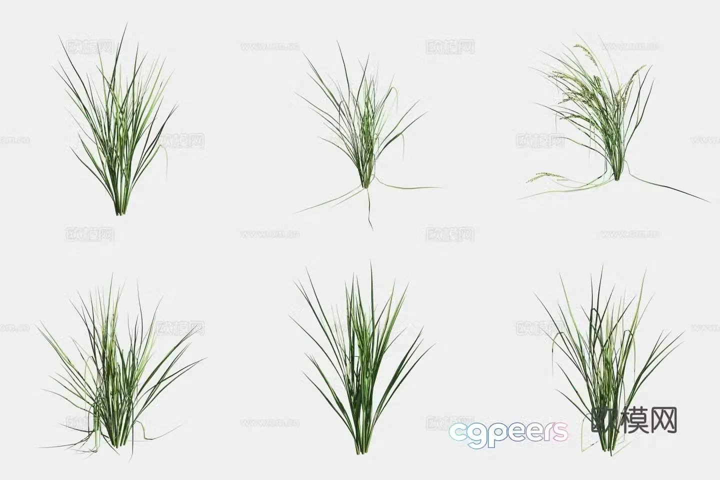 Rice crop crop 3d model