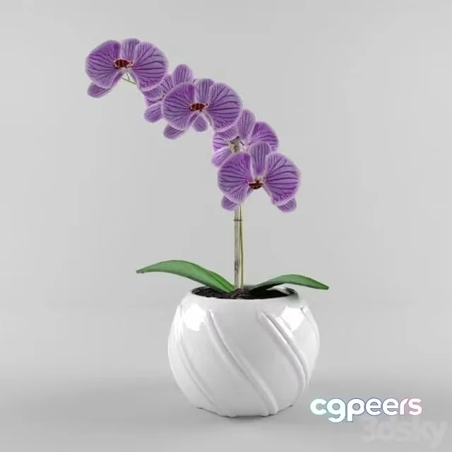 3ds Max Free – An orchid in a white pot