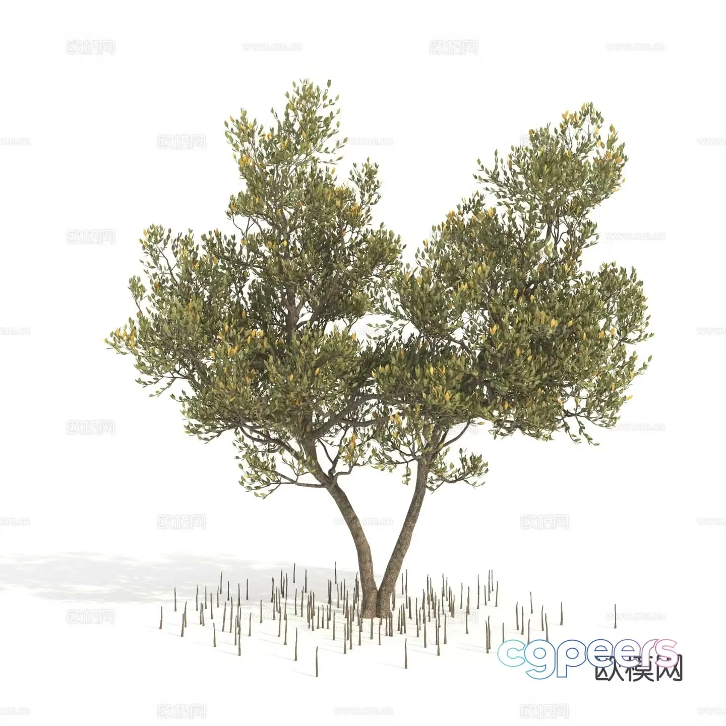 plant green plant shrub dwarf tree landscape tree 3d model