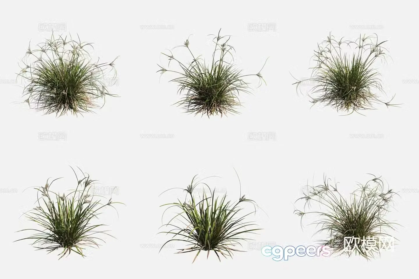 Brown Sedge Worcester Plant 3D Model