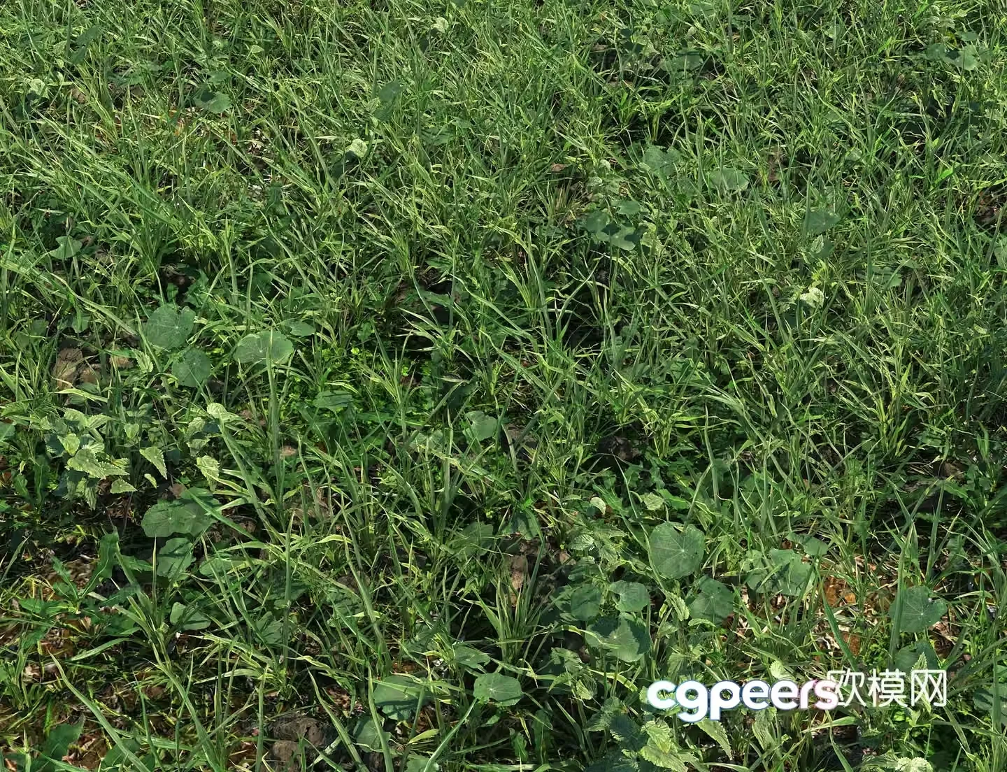 Realistic meadow meadow lawn turf weed manila grass real meadow 3d model