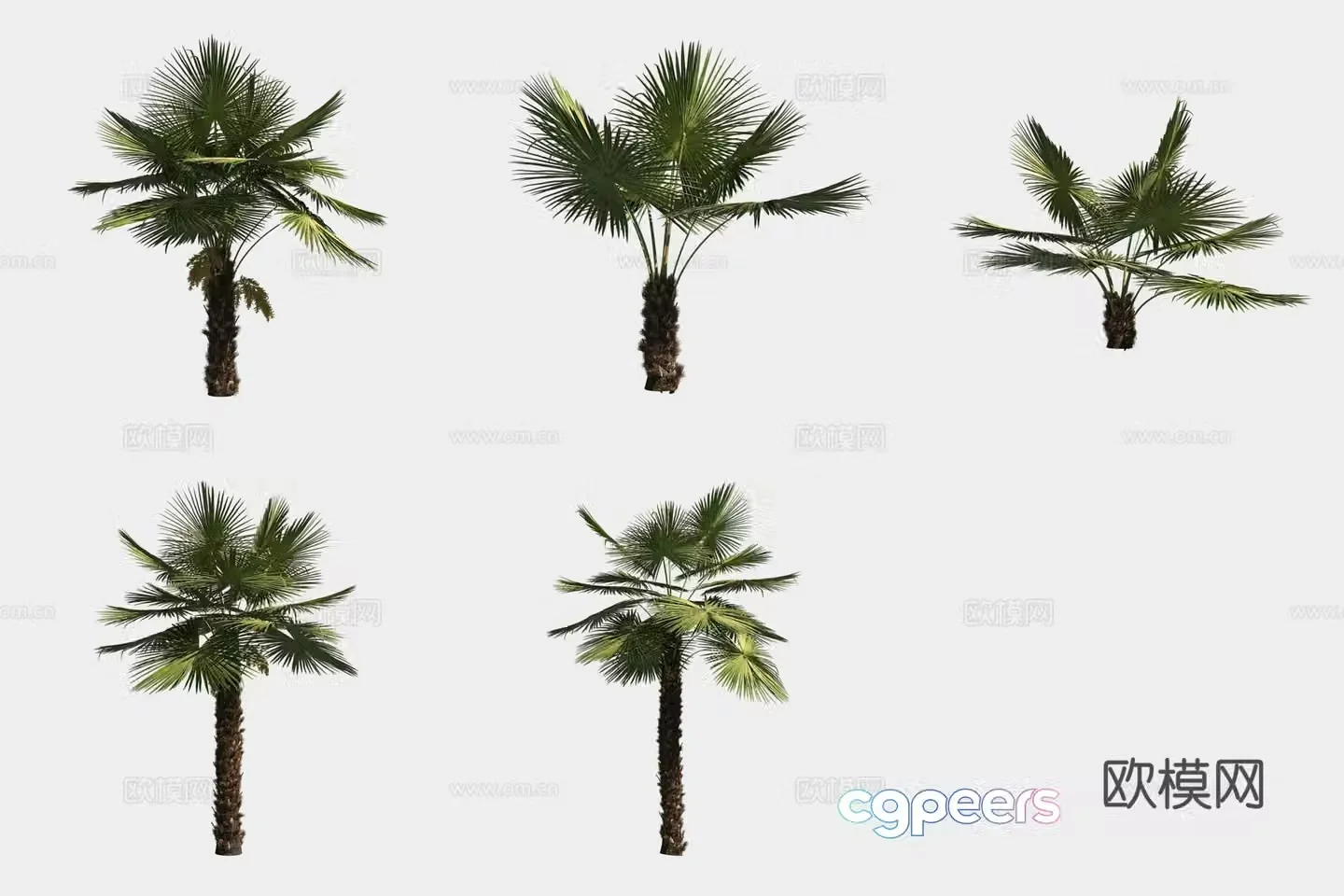 Palm Palm Bamboo Tropical Plant Tree 3D Model