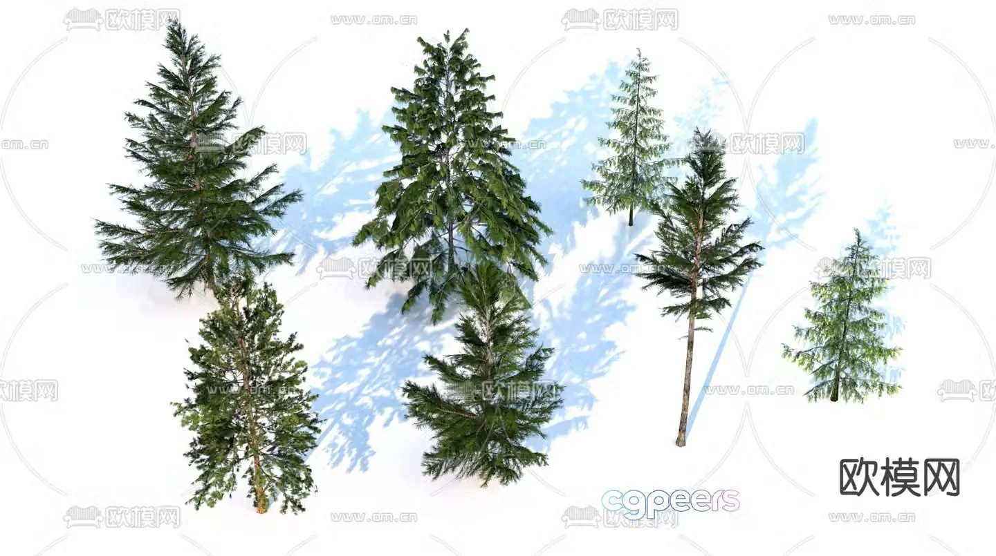 Pine tree cedar landscape tree 3d model