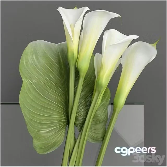 3ds Max Free – Callas 2