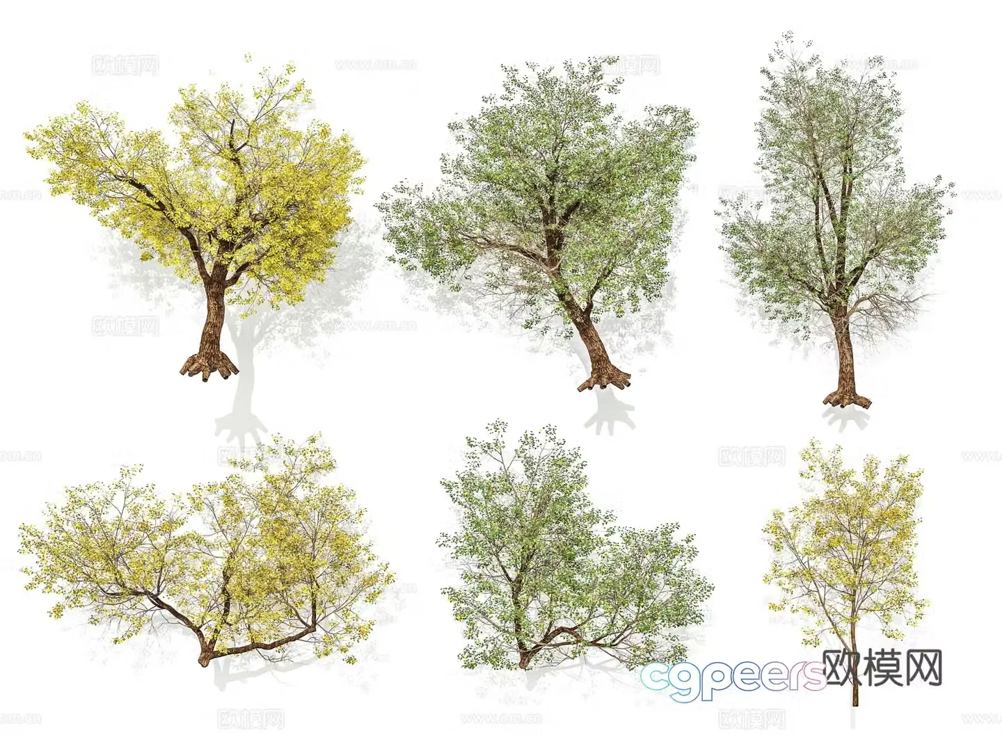 Street trees courtyard trees landscape trees arbor 3D model