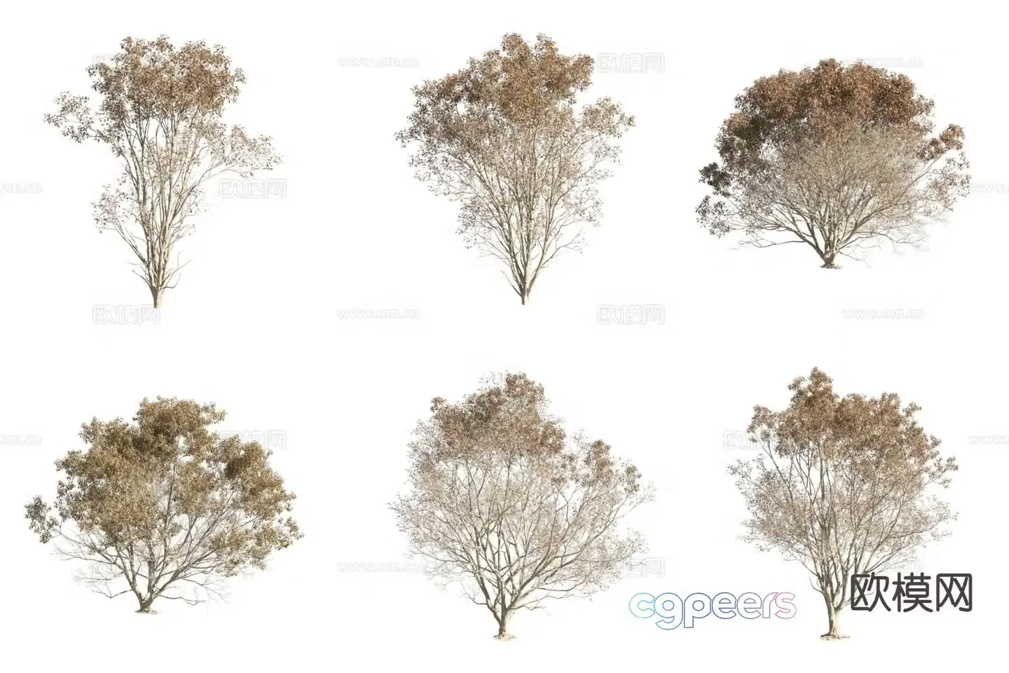 Hangzhou elm tree landscape tree street tree autumn leaves 3d model
