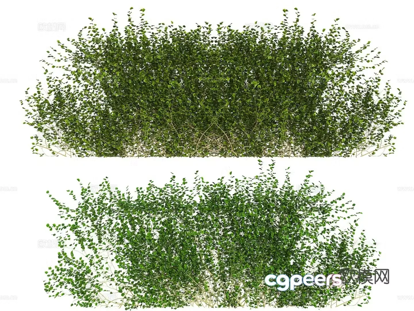 vine wall climbing plant vine wall climbing ivy ivy vine green plant 3d model