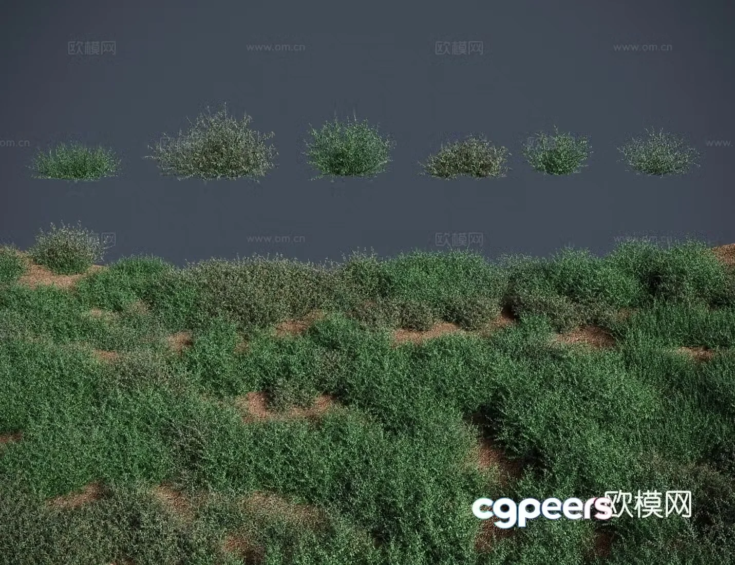 Modern meadow lawn camel thorn meadow shrub 3d model