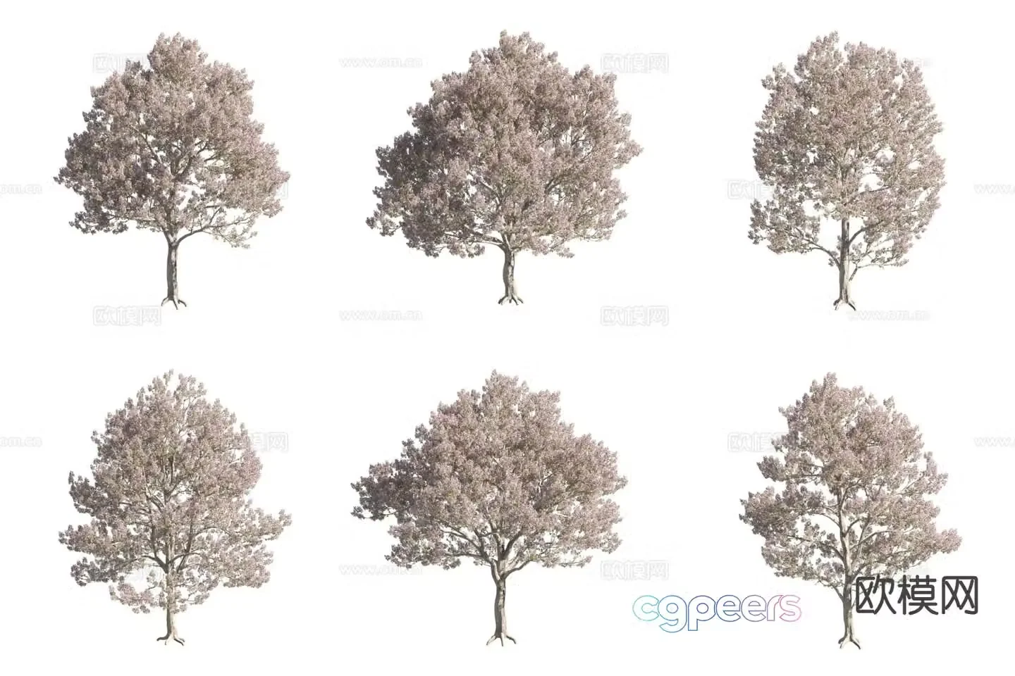 White flowers Paulownia landscape tree flower tree 3d model