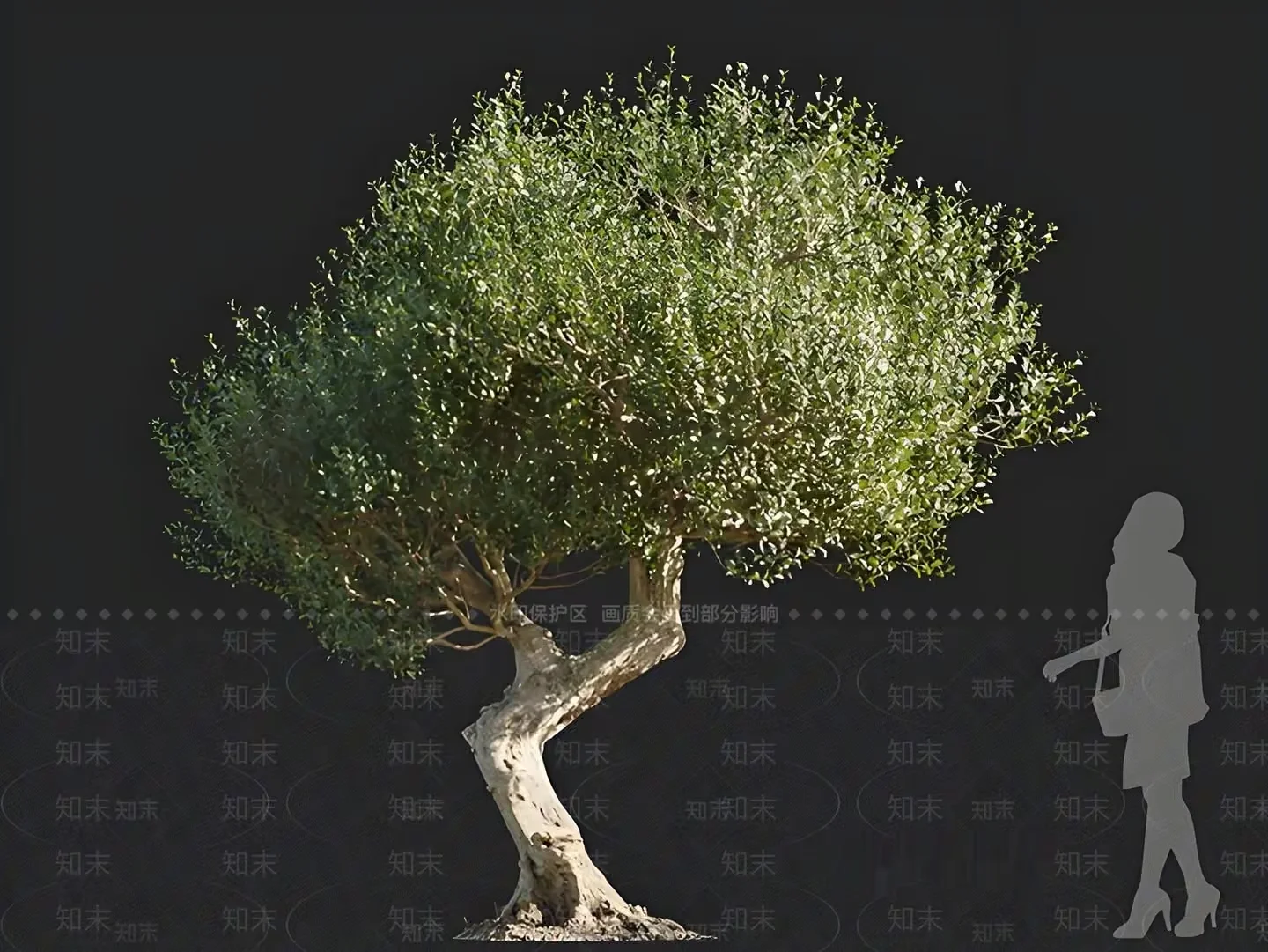 A Tree With A Woman’S Silhouette 3D Model – 16383 – VRAY Render