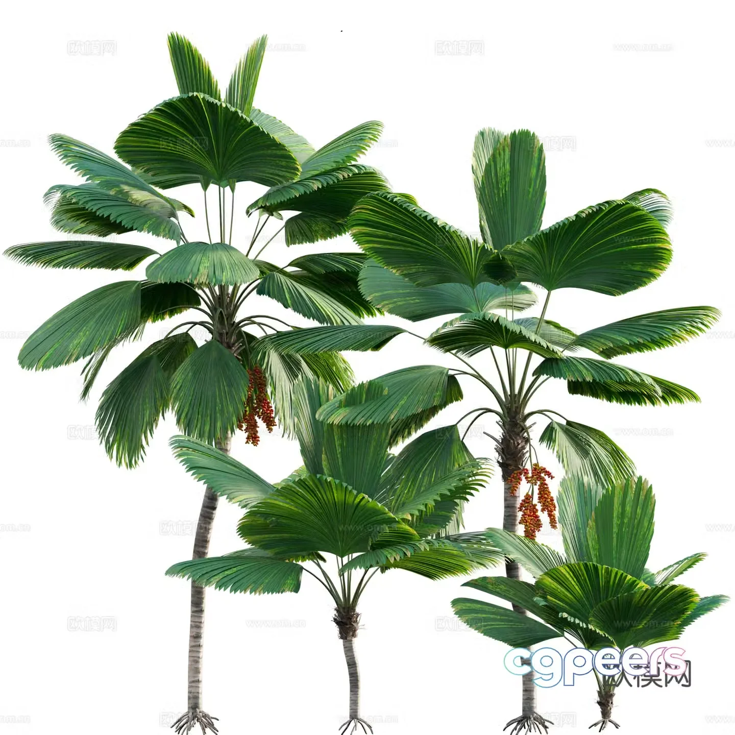 Palm tree 3d model
