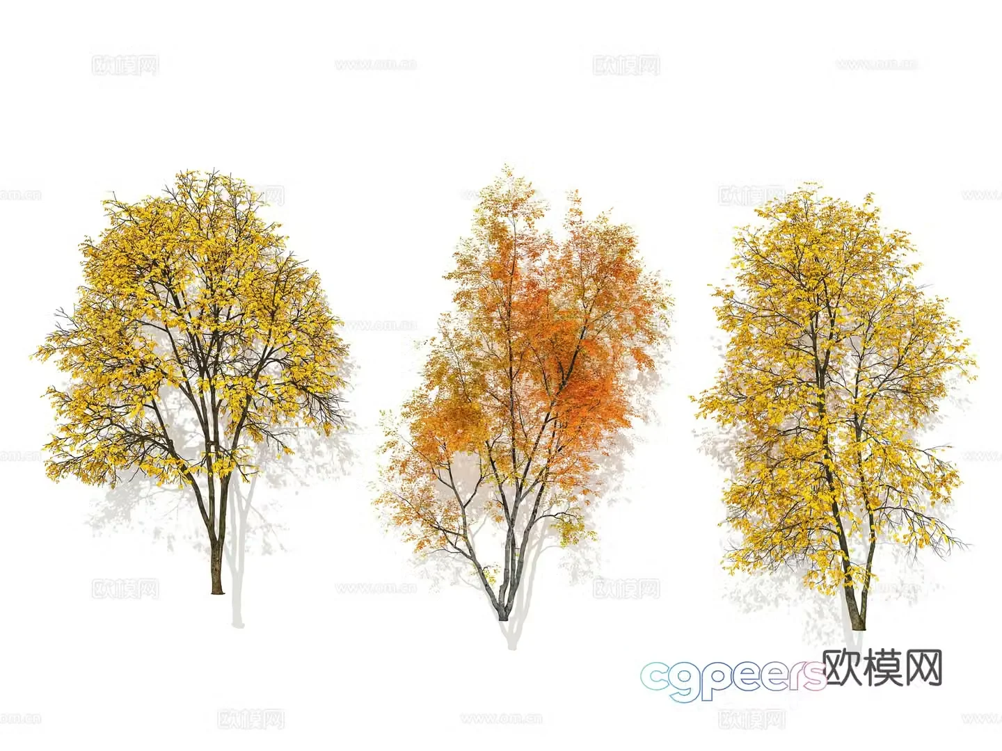 Garden trees street trees trees deciduous trees autumn trees ginkgo 3d model