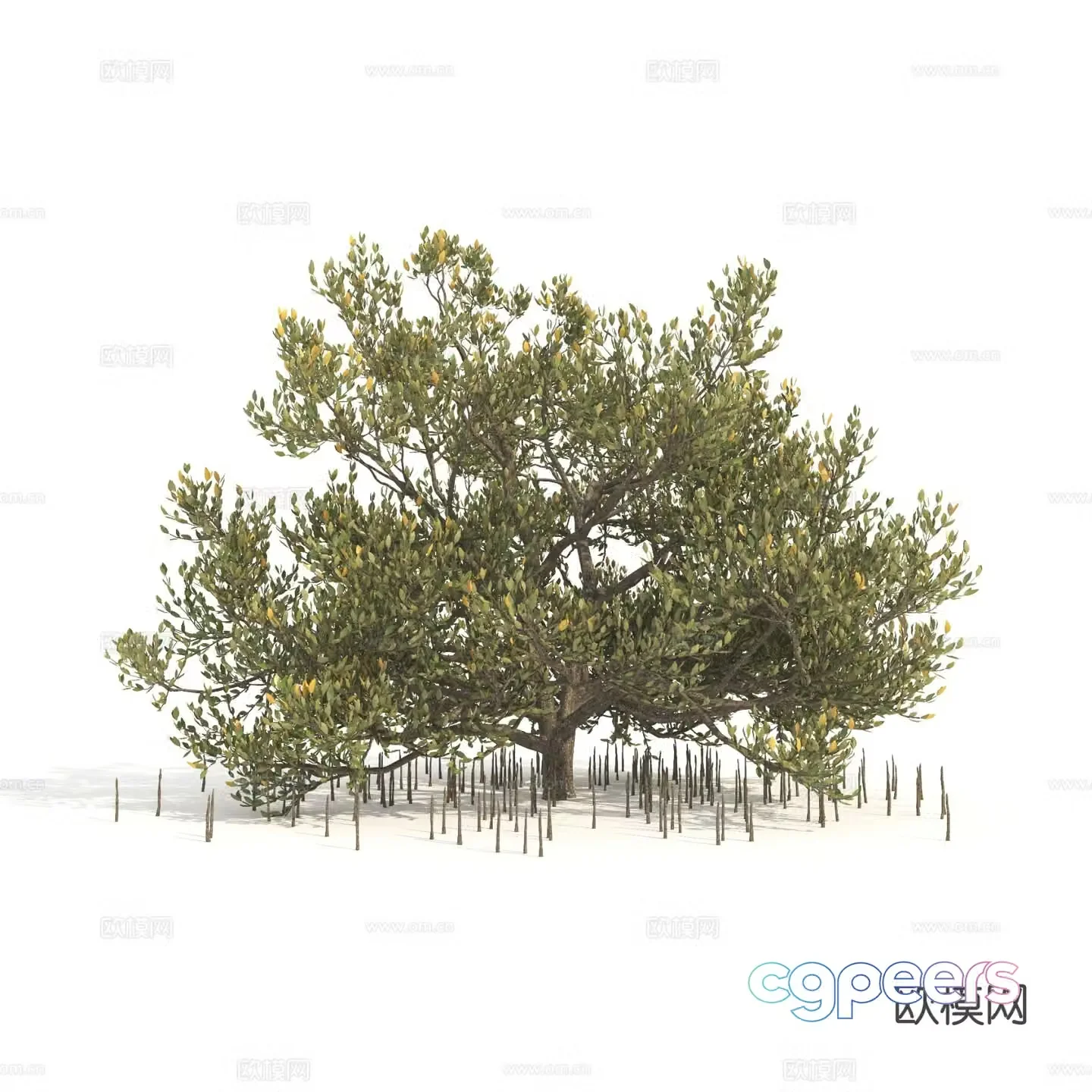 plant green plant shrub dwarf tree landscape tree 3d model