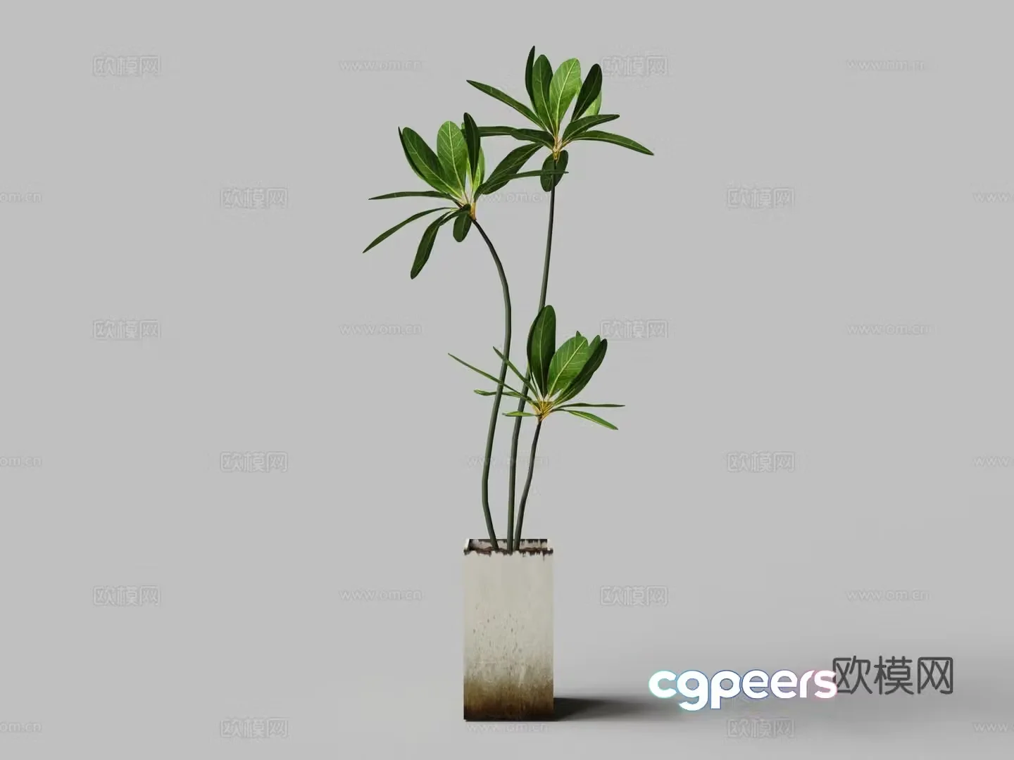 Modern broad-leaved money tree potted plant 3D model