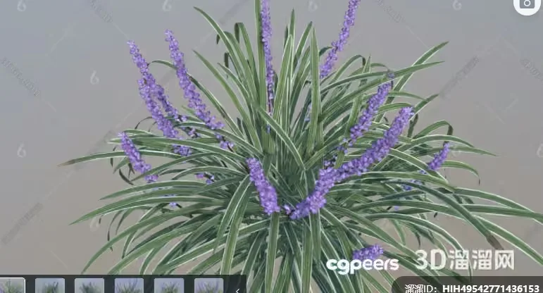 Purple Flowering Plant 3D Model – 299 – VRAY Render