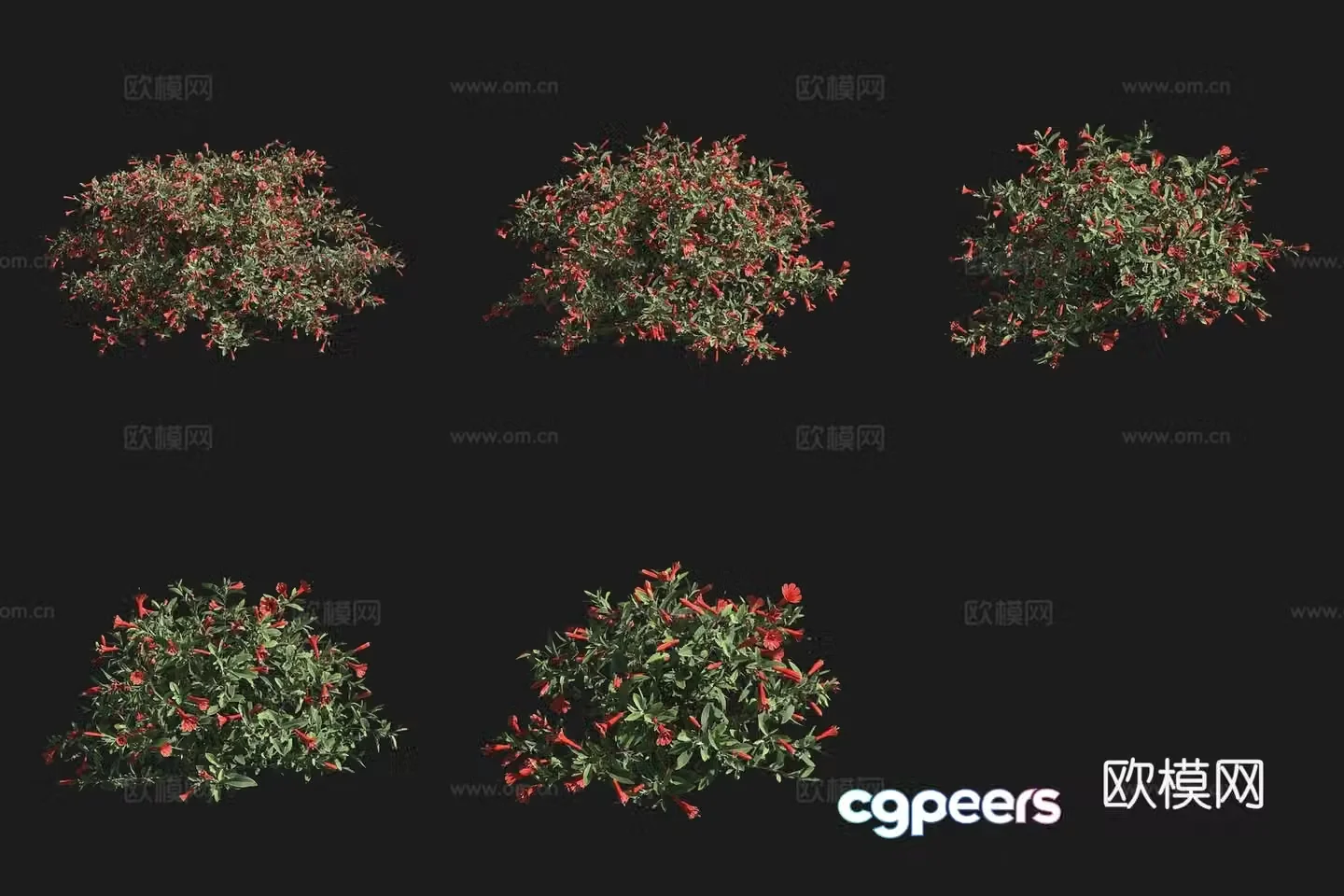 California fuchsia shrub flowers and plants grass plants 3D model