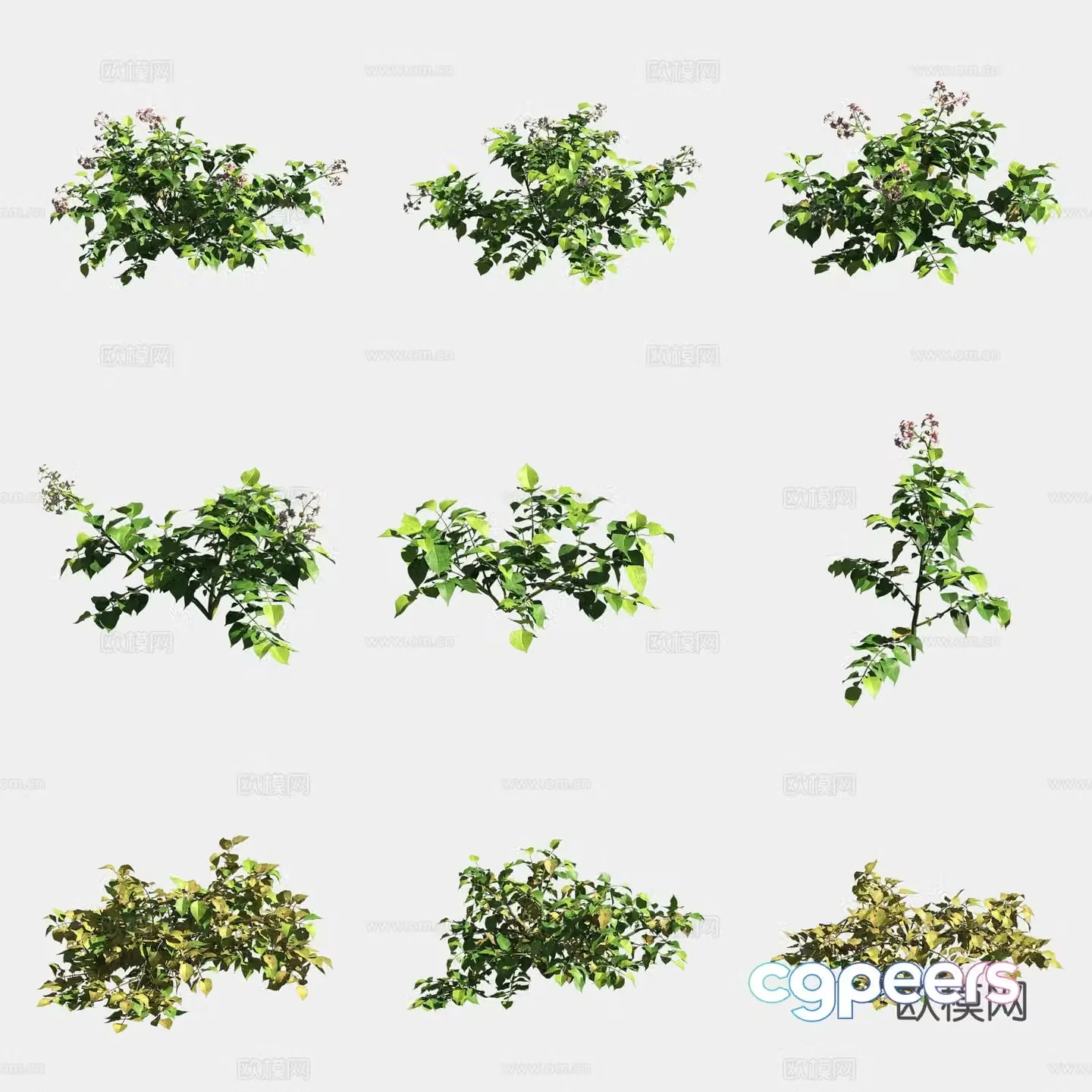 Potato potato crops crops vegetables 3d model
