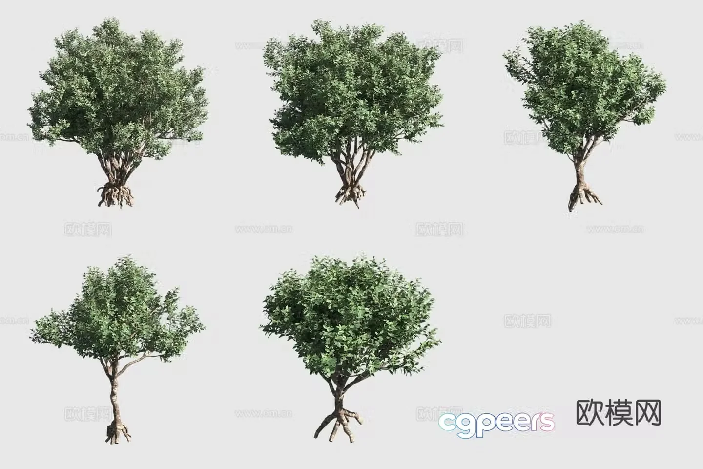 Oahu flower Hawaiian plant Landscape shrub 3d model