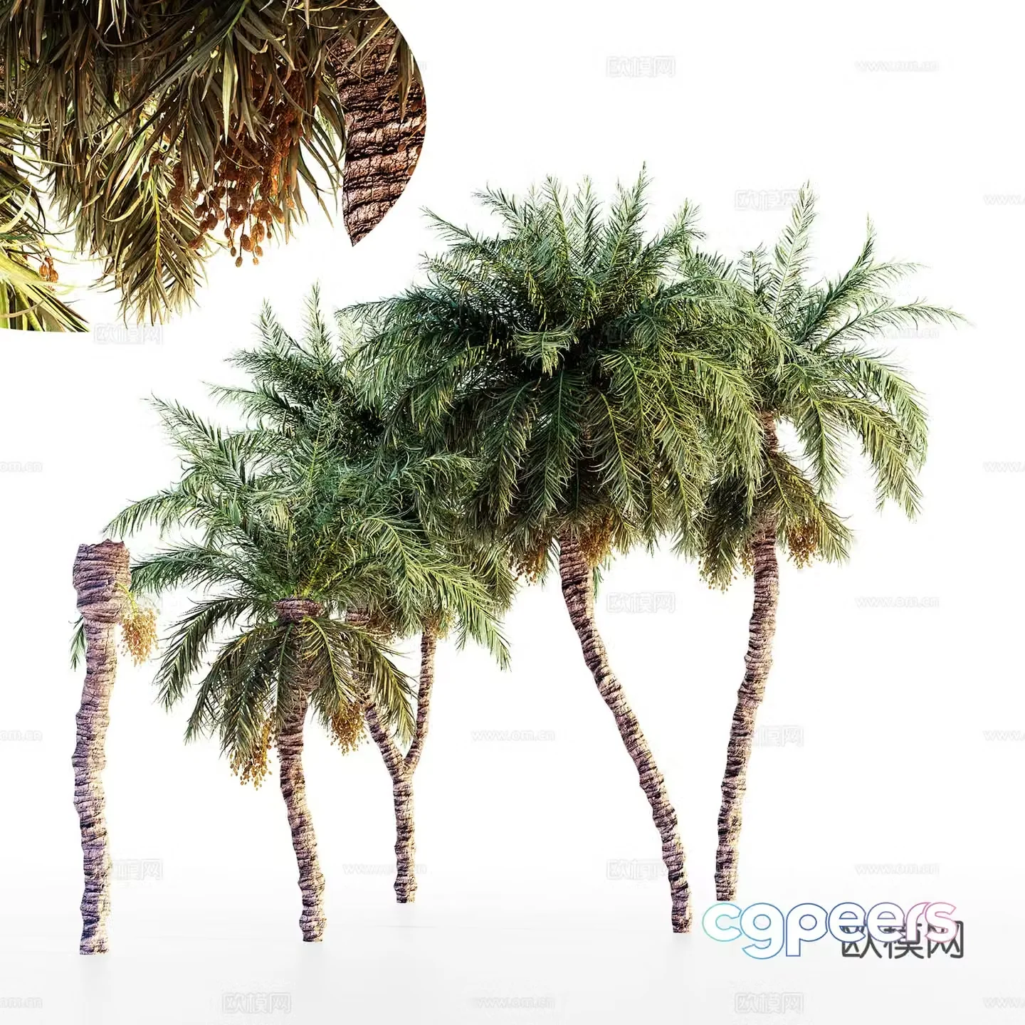 Date palm 3d model