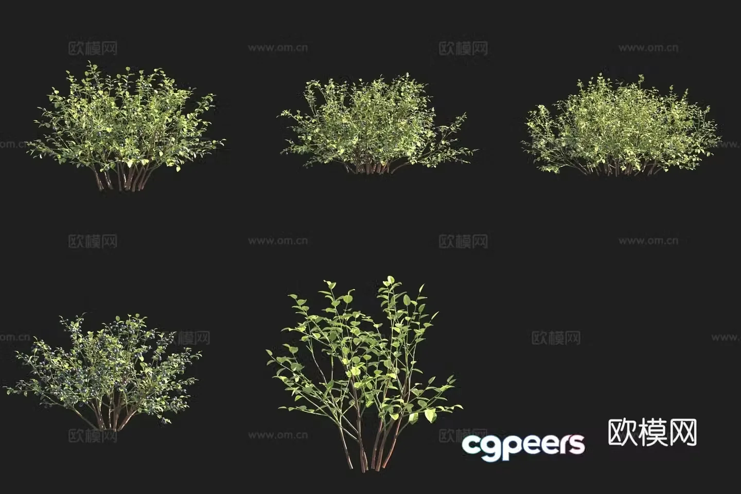 Black fruit lingonberry bush 3d model