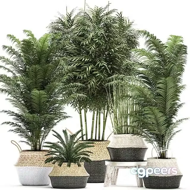 3ds Max Free – A collection of beautiful lush plants in white baskets with handles with thickets, palm, bamboo, cicada, horsetail. Set 489