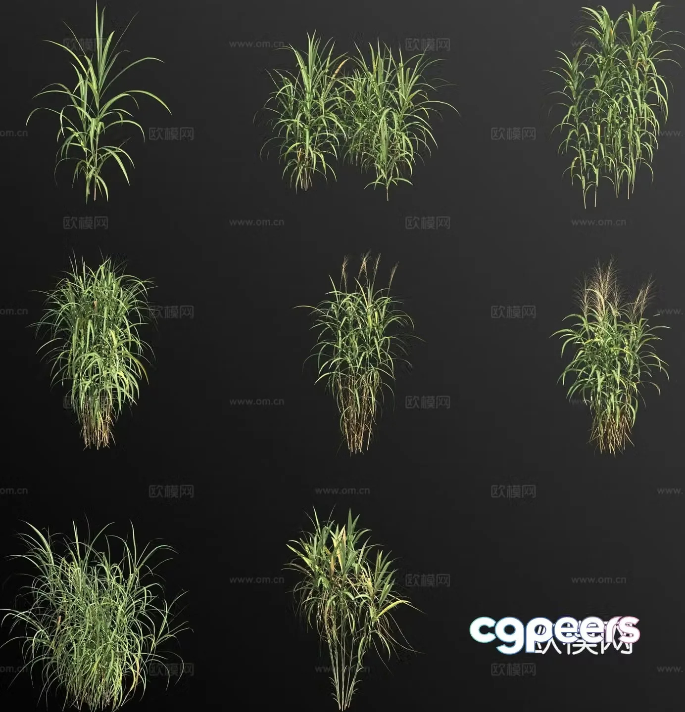 Miscanthus weeds weeds flowers and grass 3d model