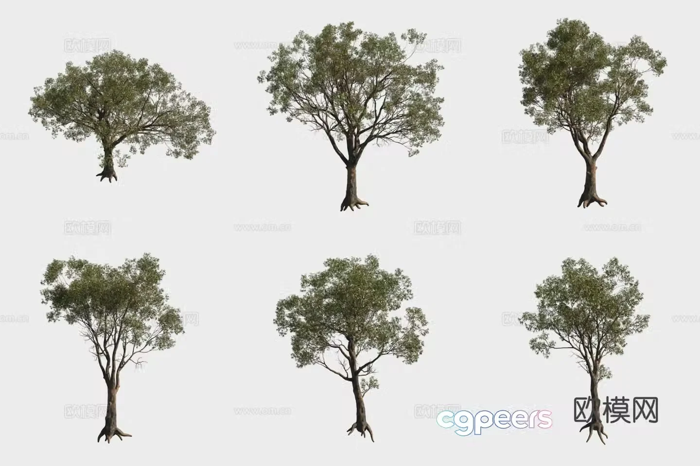 Money eucalyptus tree forest 3d model