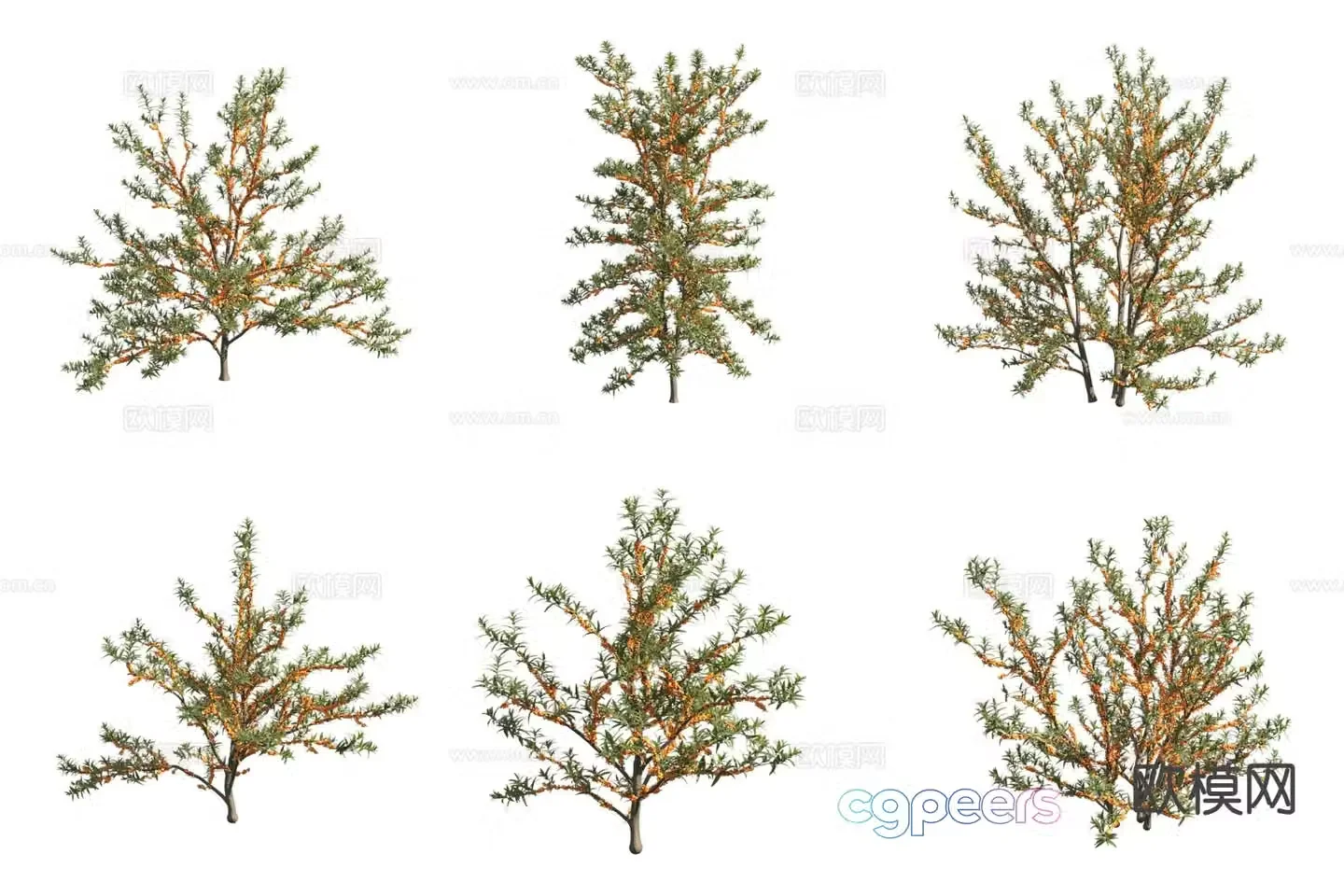 Sea buckthorn Desert Plants Shrub 3D Model
