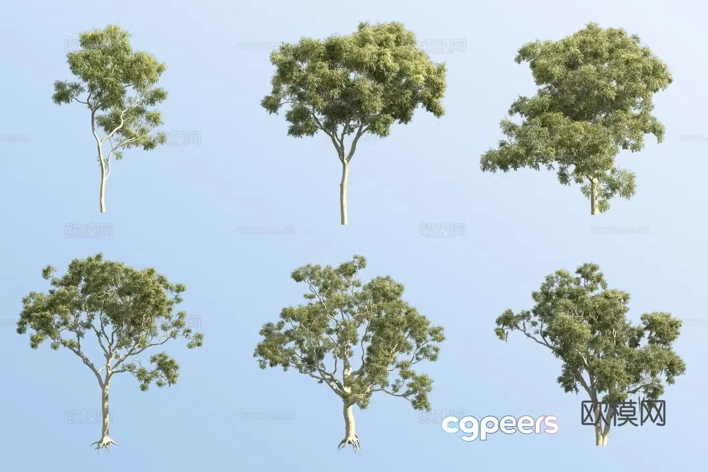 eucalyptus landscape tree 3d model