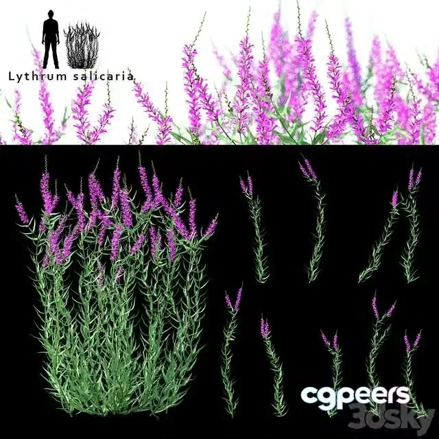 3ds Max Free – Green stalk flowers Lythrum salicaria