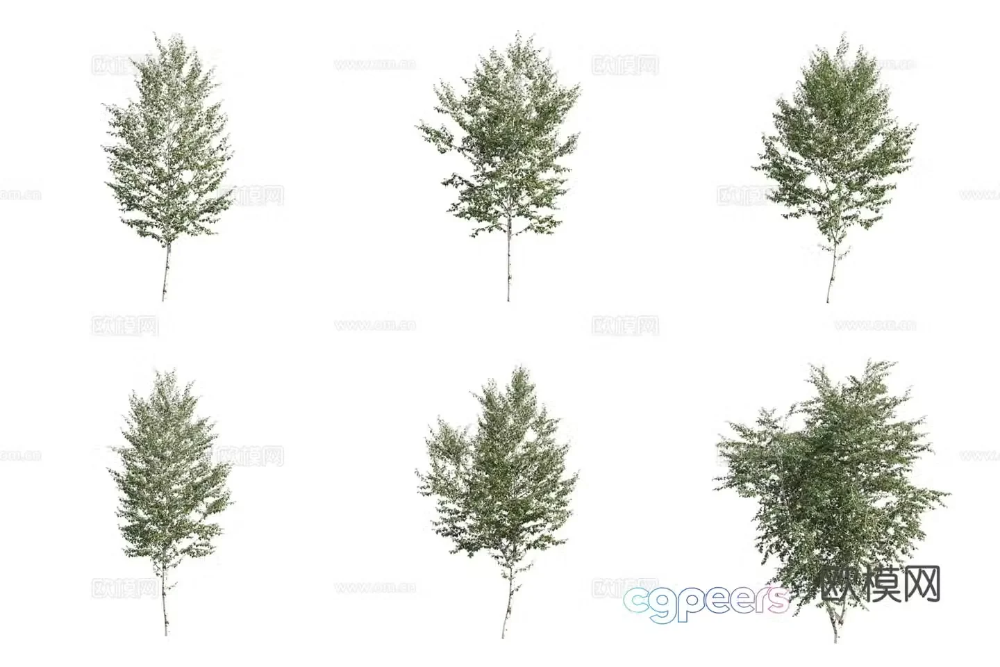 Weeping birch landscape tree 3d model