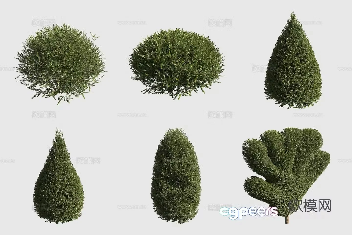 3D model of ornamental plant of small-leaf boxwood shrub hedge