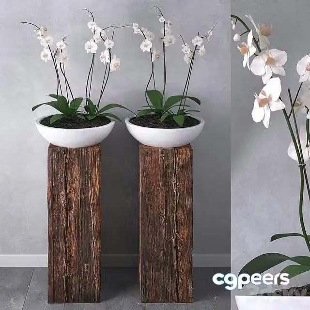 3ds Max Free – Orchid set 01