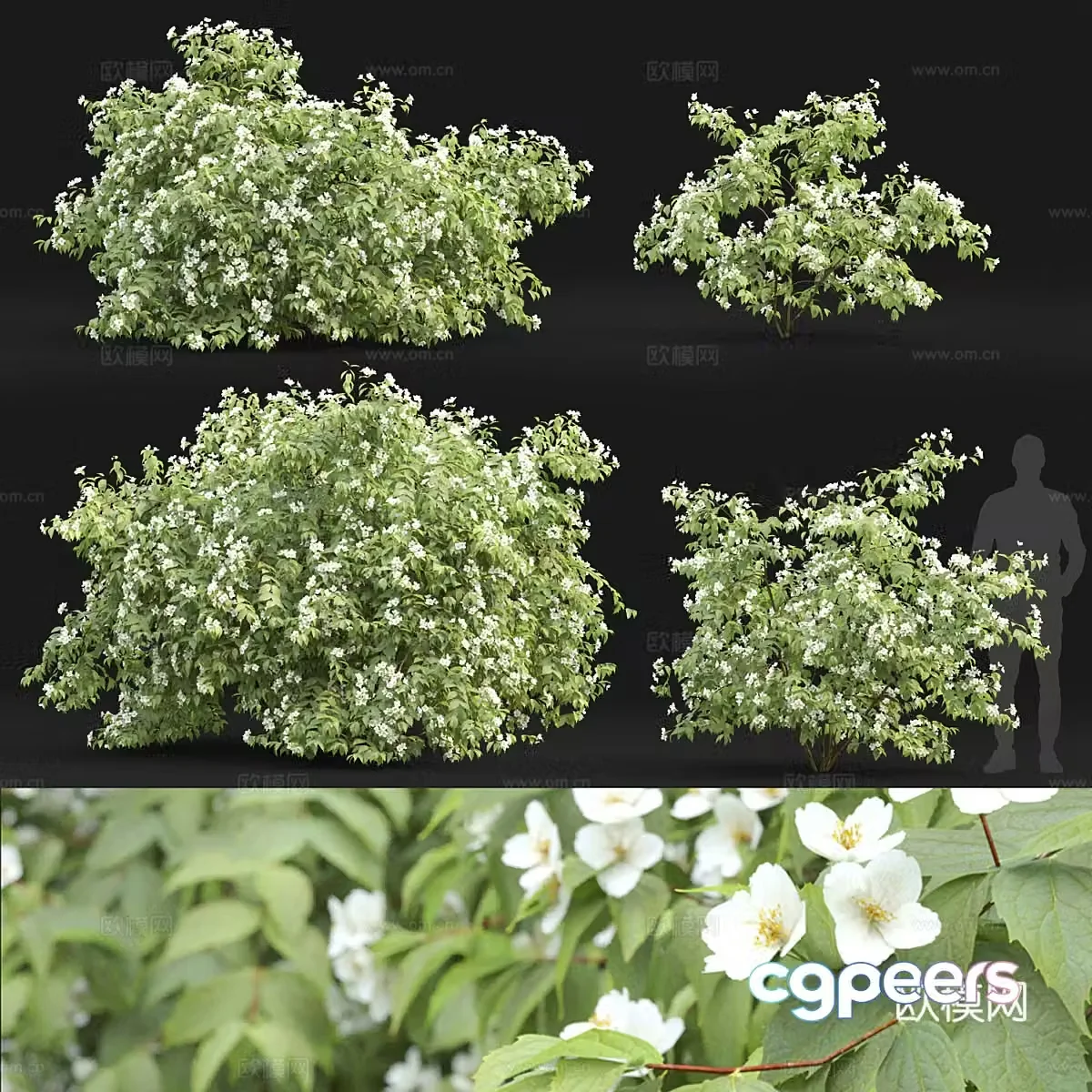 White flower bush 3d model
