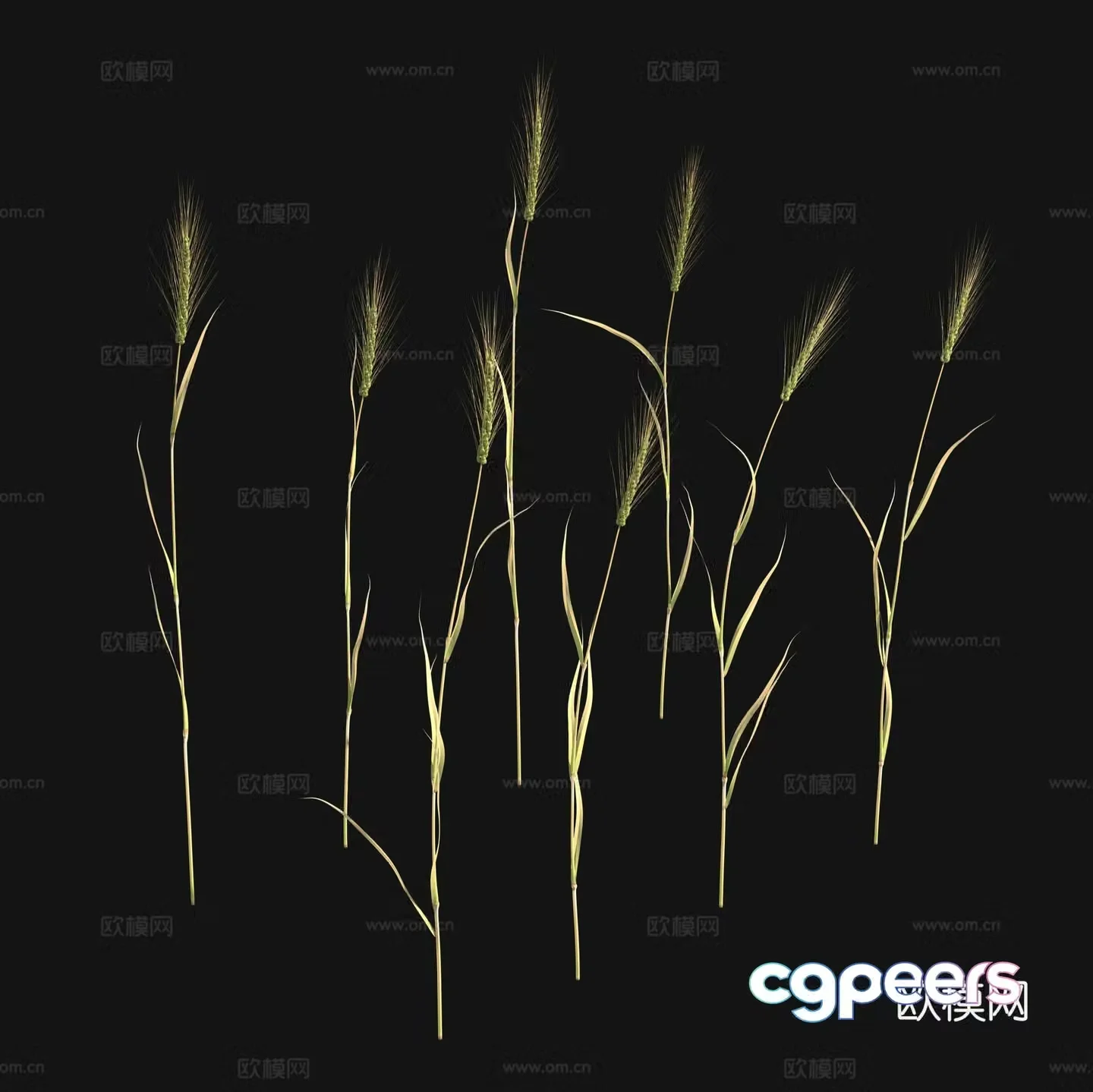 Barley Wheat 3d Model