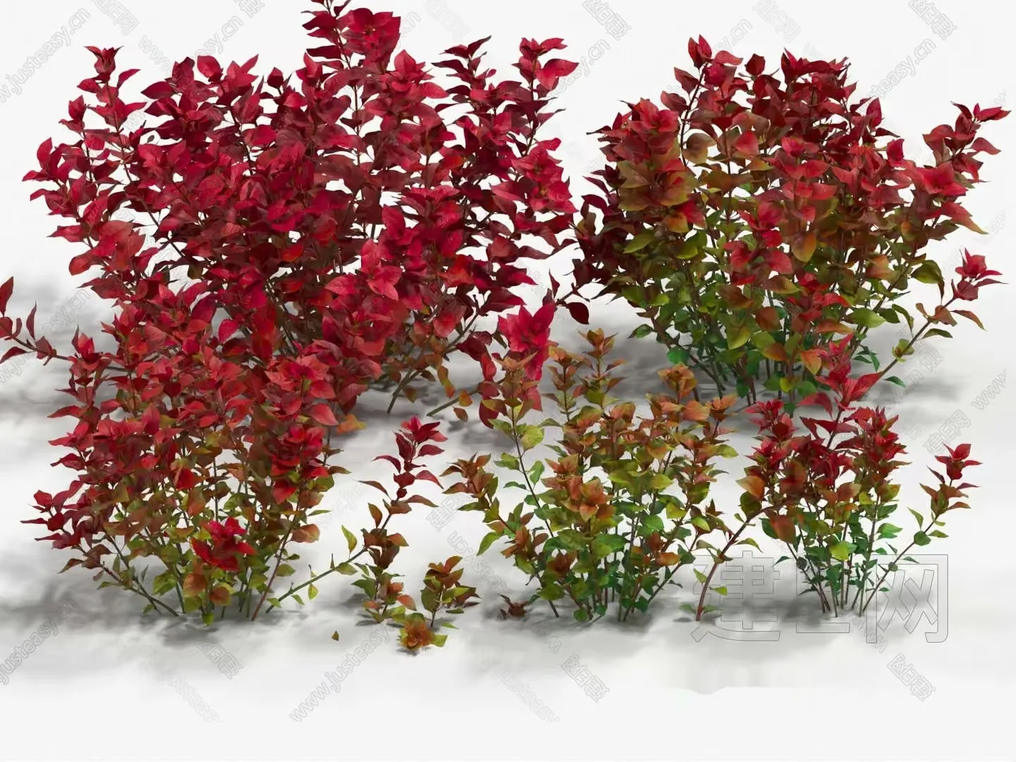 A Plant With Red And Green Leaves 3D Model – 18498 – VRAY Render