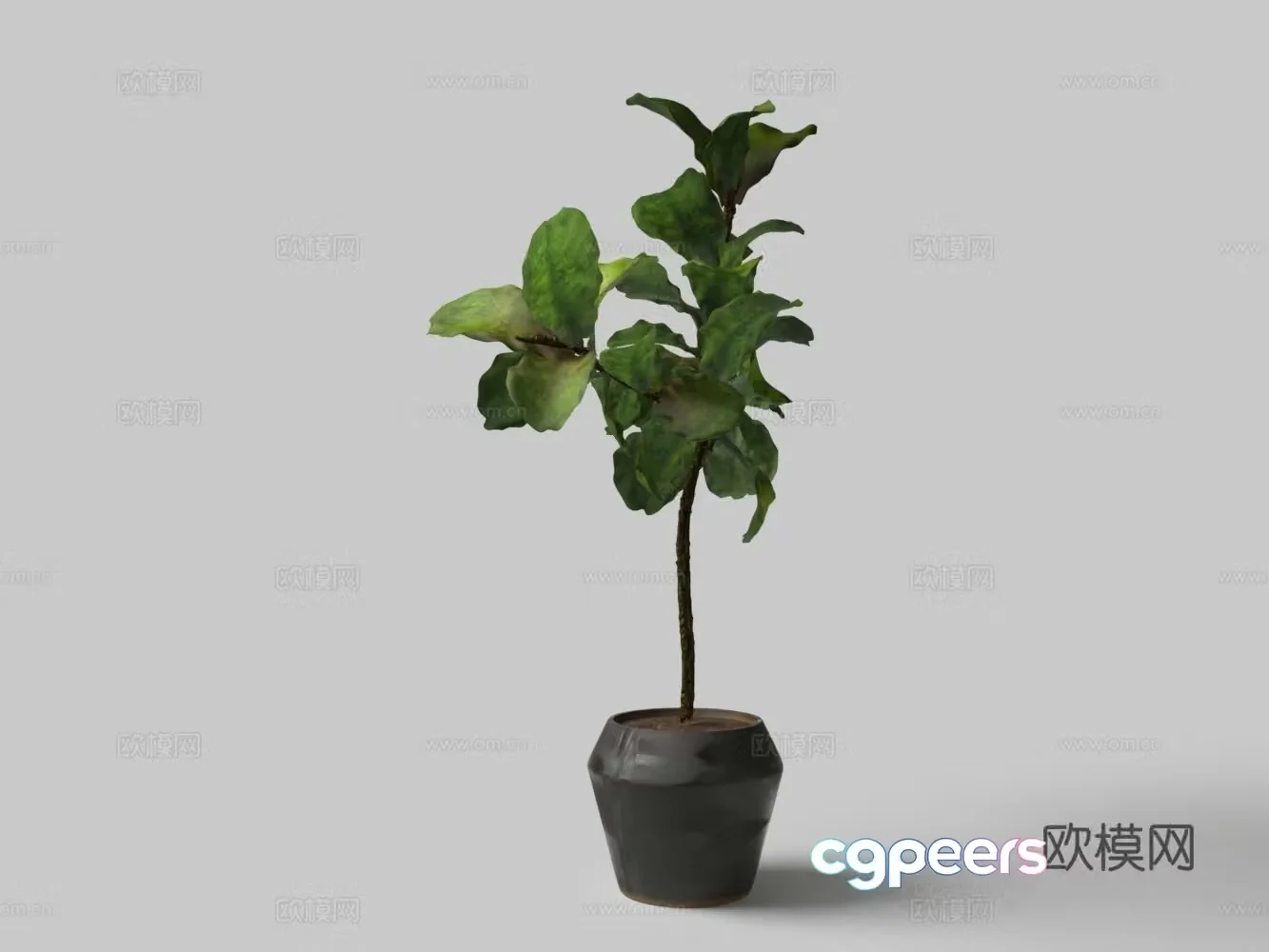 Modern large leaf potted bonsai 3D model