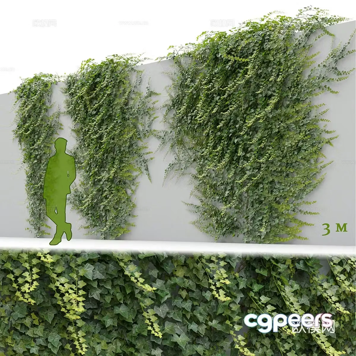 Ivy plant wall 3d model
