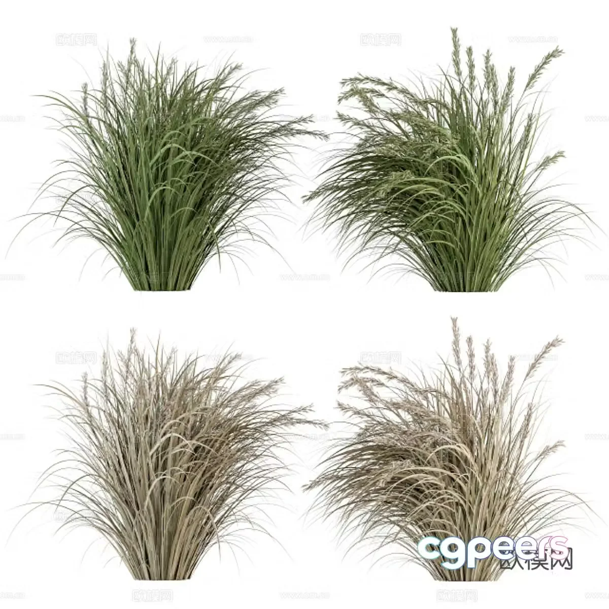 Hay green grass 3d model