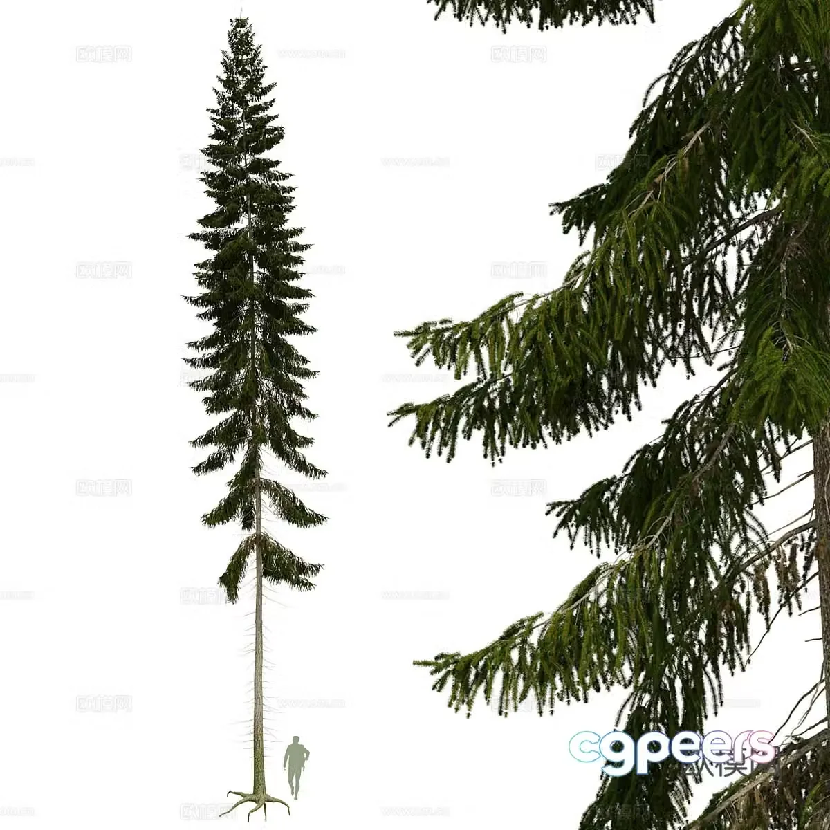 spruce landscape tree 3d model