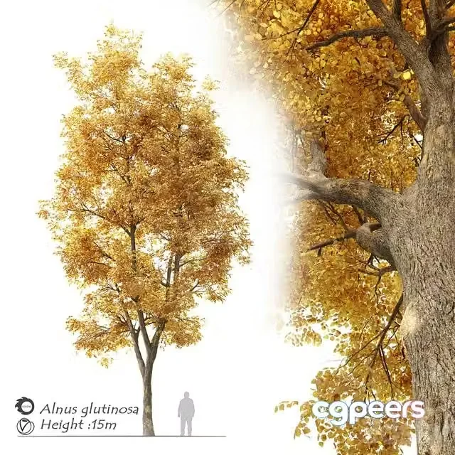 3ds Max Free – Alnus glutinosa (black alder)