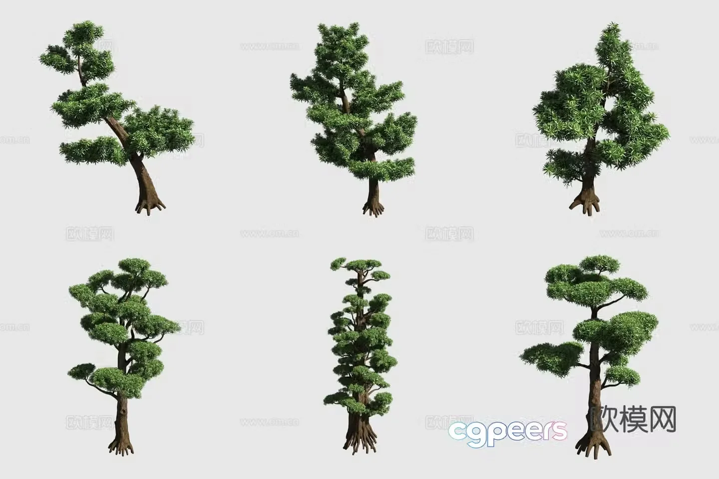 Populus hedge ornamental plant 3d model