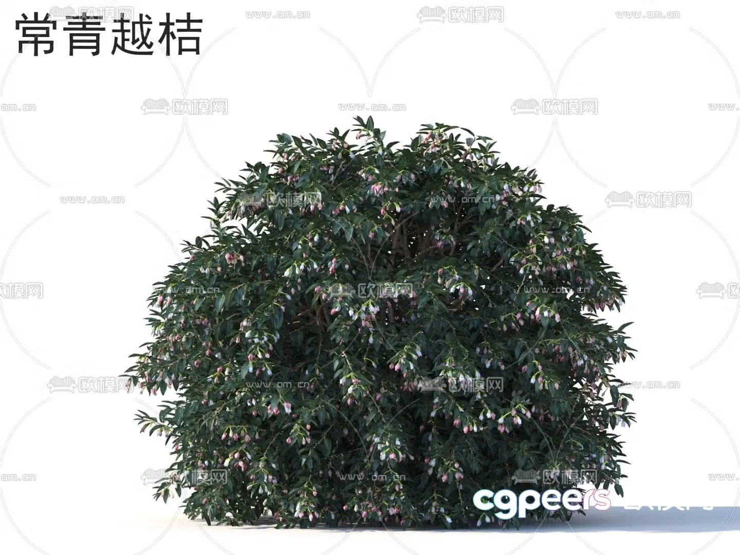 Evergreen bilberry flowers plants shrubs 3d model