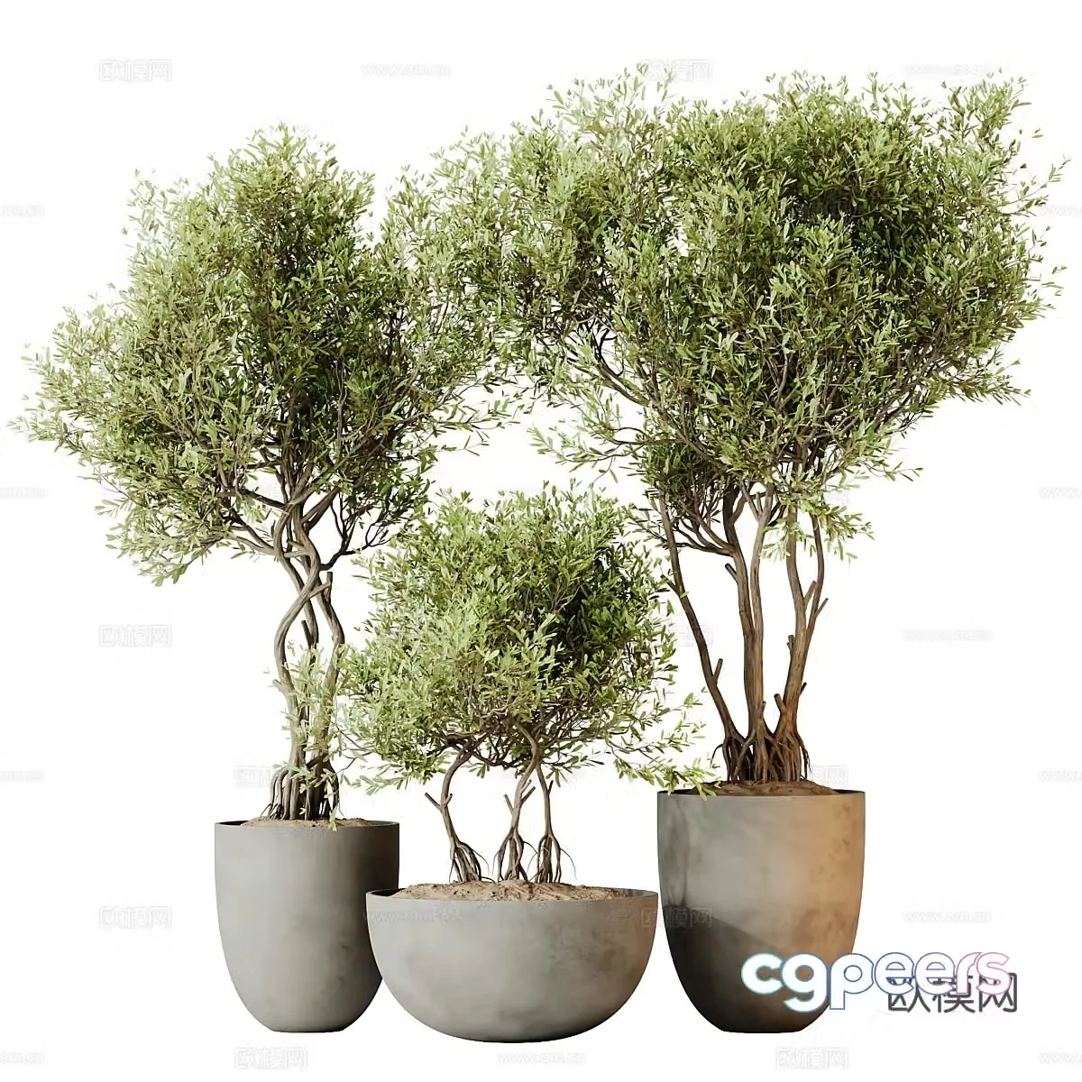 Green plant potted flower pot 3d model