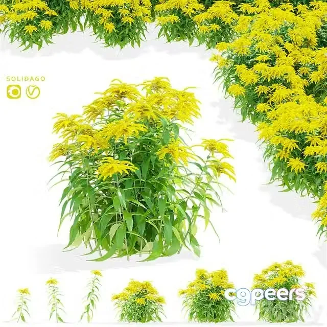 3ds Max Free – Goldenrod flowers Solidago