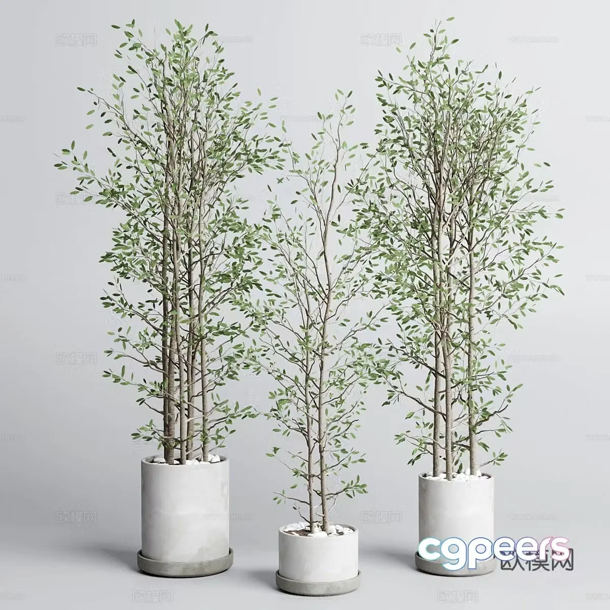 New Chinese style wasabi green plant potted 3D model