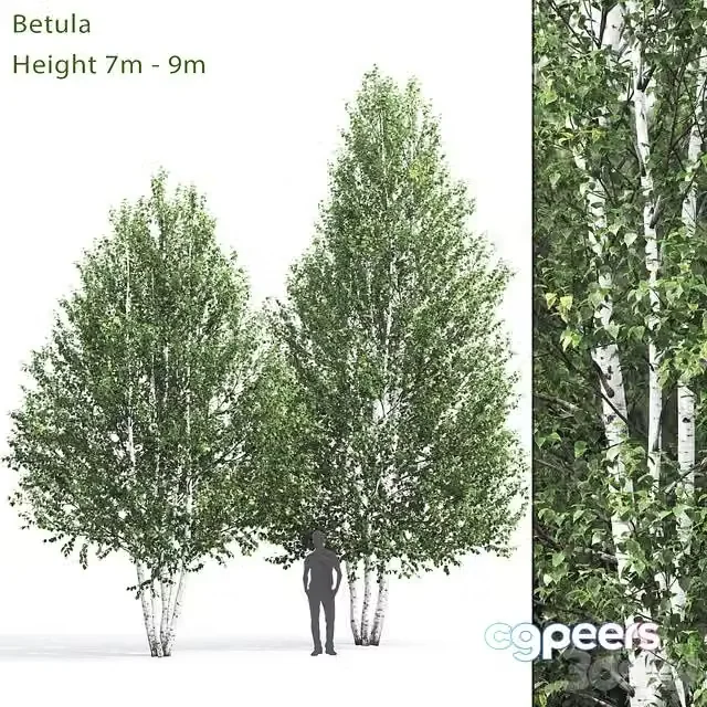 3ds Max Free – Birch (betula 7-9m)