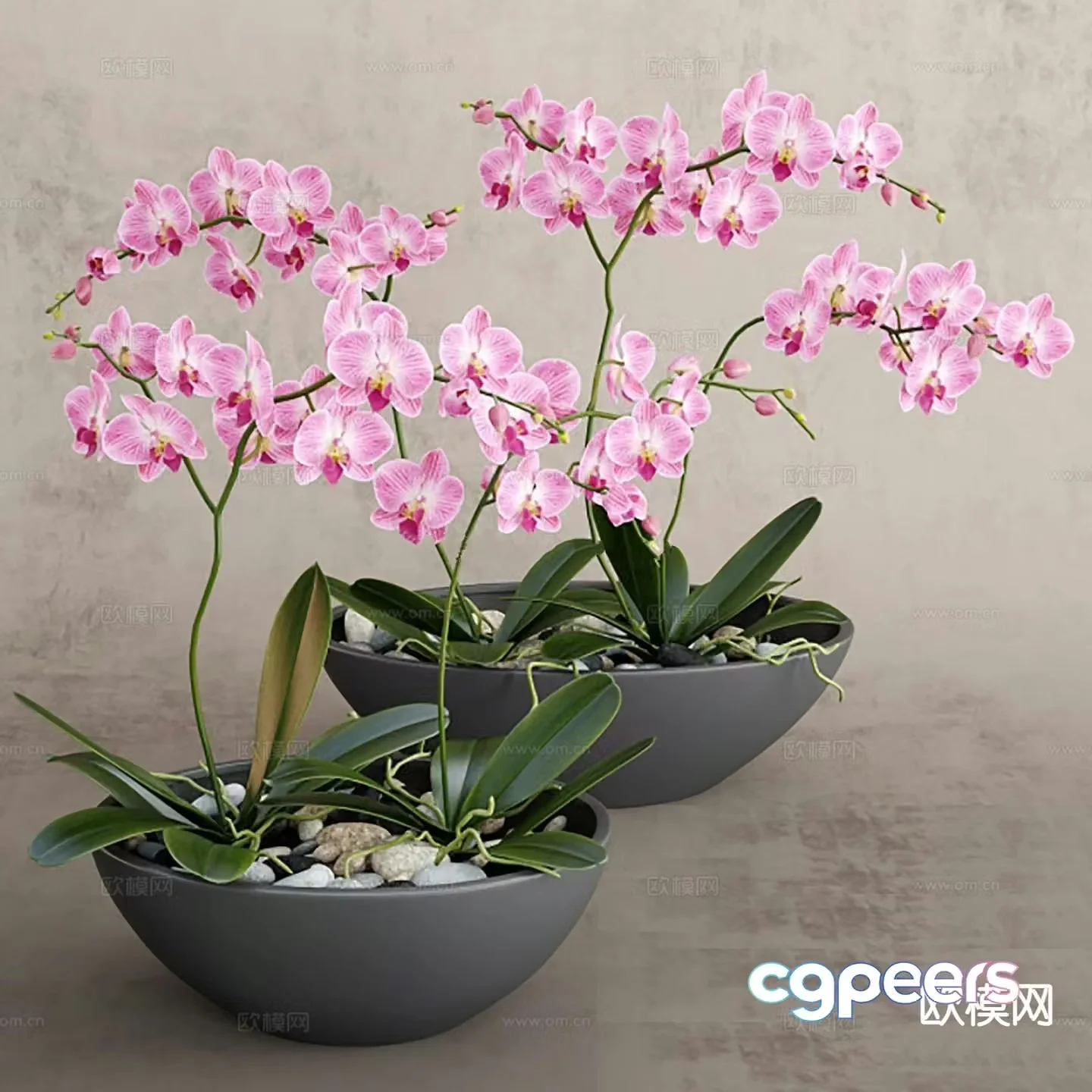 orchid potted flowerpot 3d model