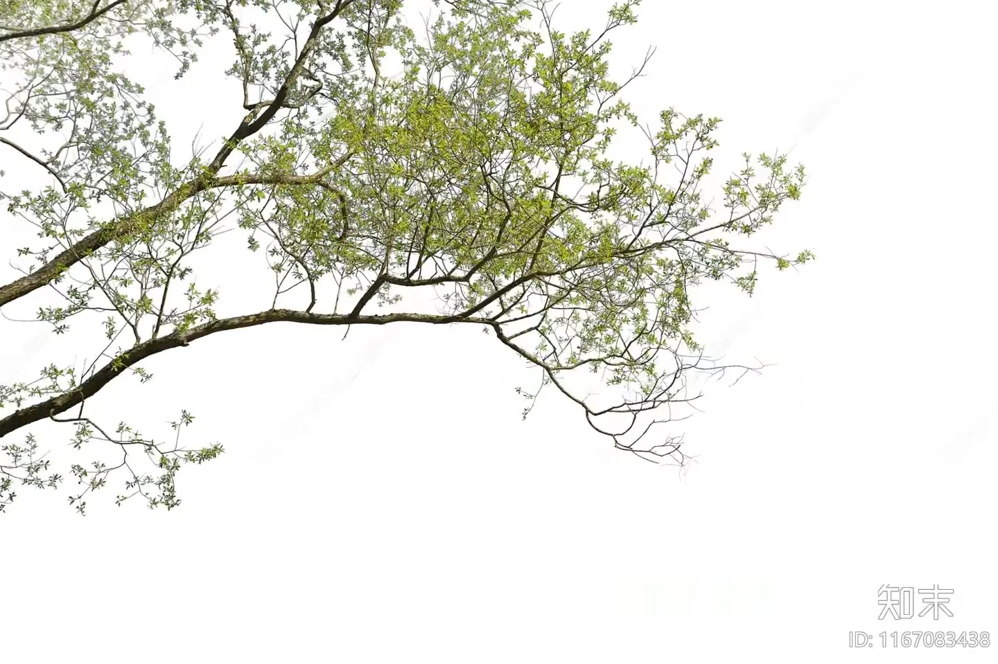 A Tree With Green Leaves 3D Model – 12650 – VRAY Render